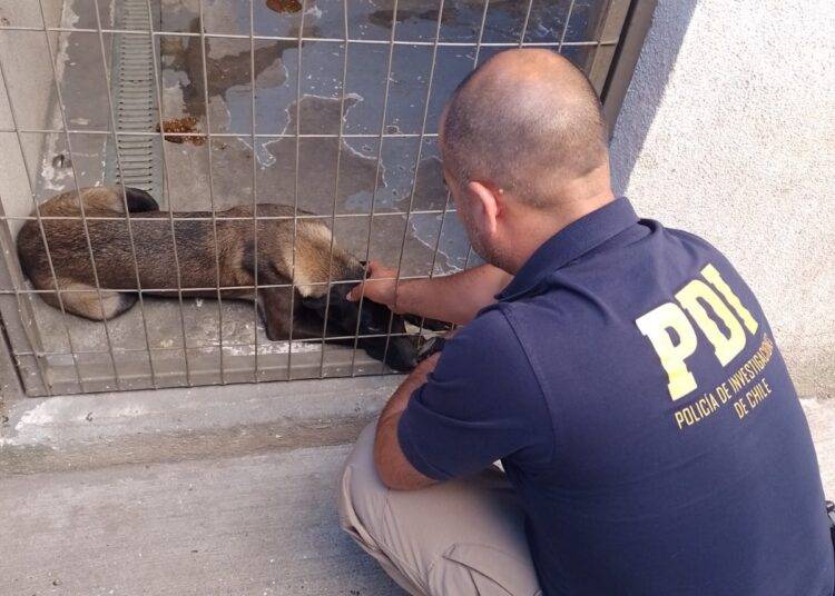 PDI rescata mascota afectada por maltrato animal en Angol