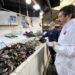 Semana santa: autoridad sanitaria intensifica fiscalizaciones a la venta de pescados y mariscos
