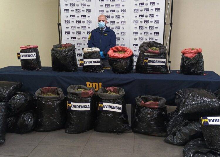 PDI Temuco decomisa 100 kilos de cannabis sativa con destino a la zona lacustre