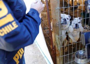 Tras denuncia anónima PDI detuvo a sujeto por maltrato animal
