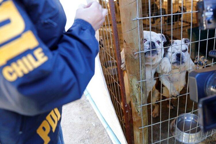 Tras denuncia an贸nima PDI detuvo a sujeto por maltrato animal