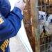 Tras denuncia an贸nima PDI detuvo a sujeto por maltrato animal