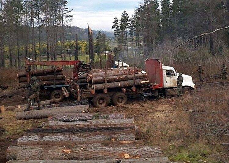 Fiscalía formaliza a siete aserraderos de La Araucanía y Biobío por receptación de madera robada
