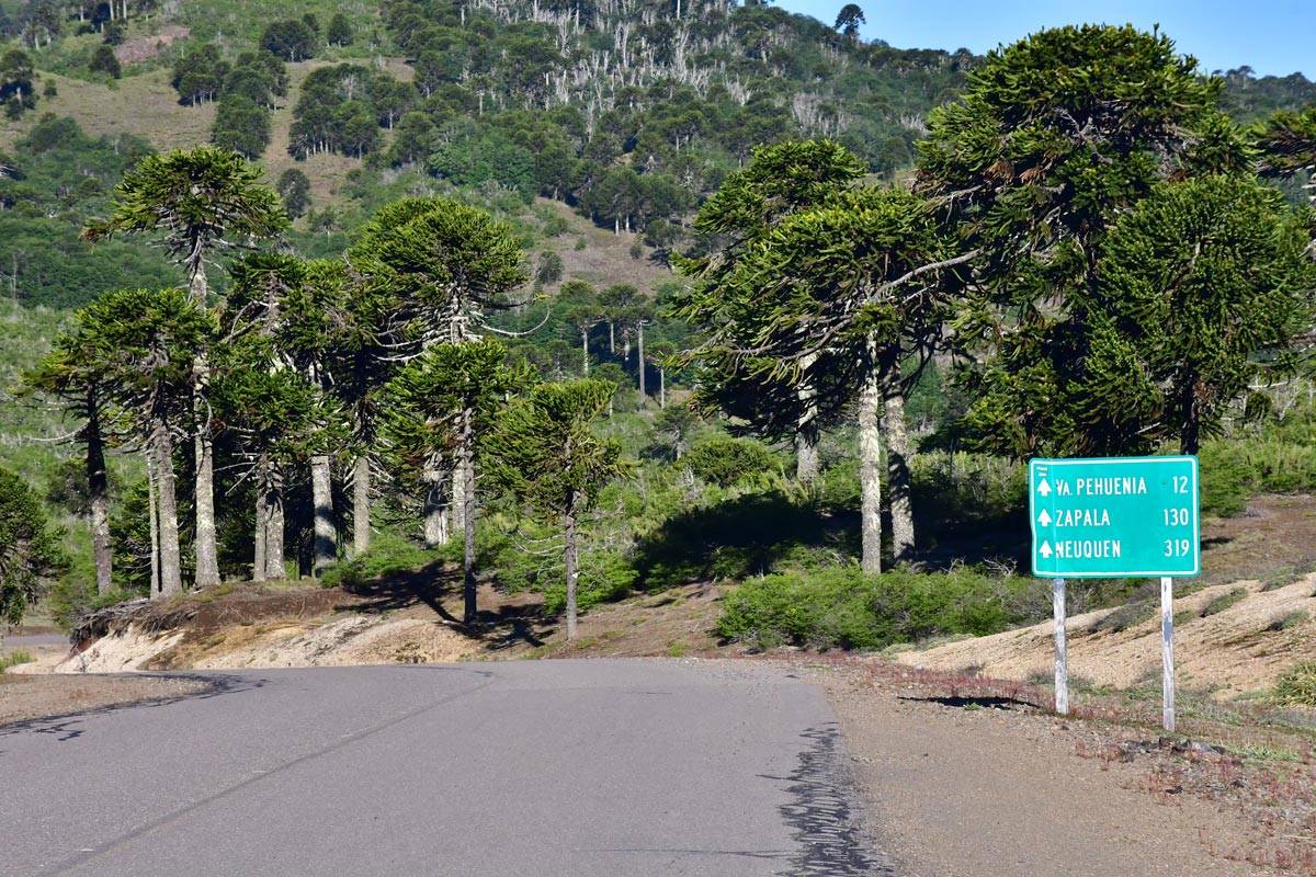 Seremi Patricio Poza confirma que “no se tocará ninguna araucaria” en proyecto vial que intervendrá la ruta Icalma – Melipeuco