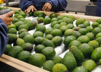 Palta peruana en la mira: Chile intensifica controles por posible contaminación con cadmio