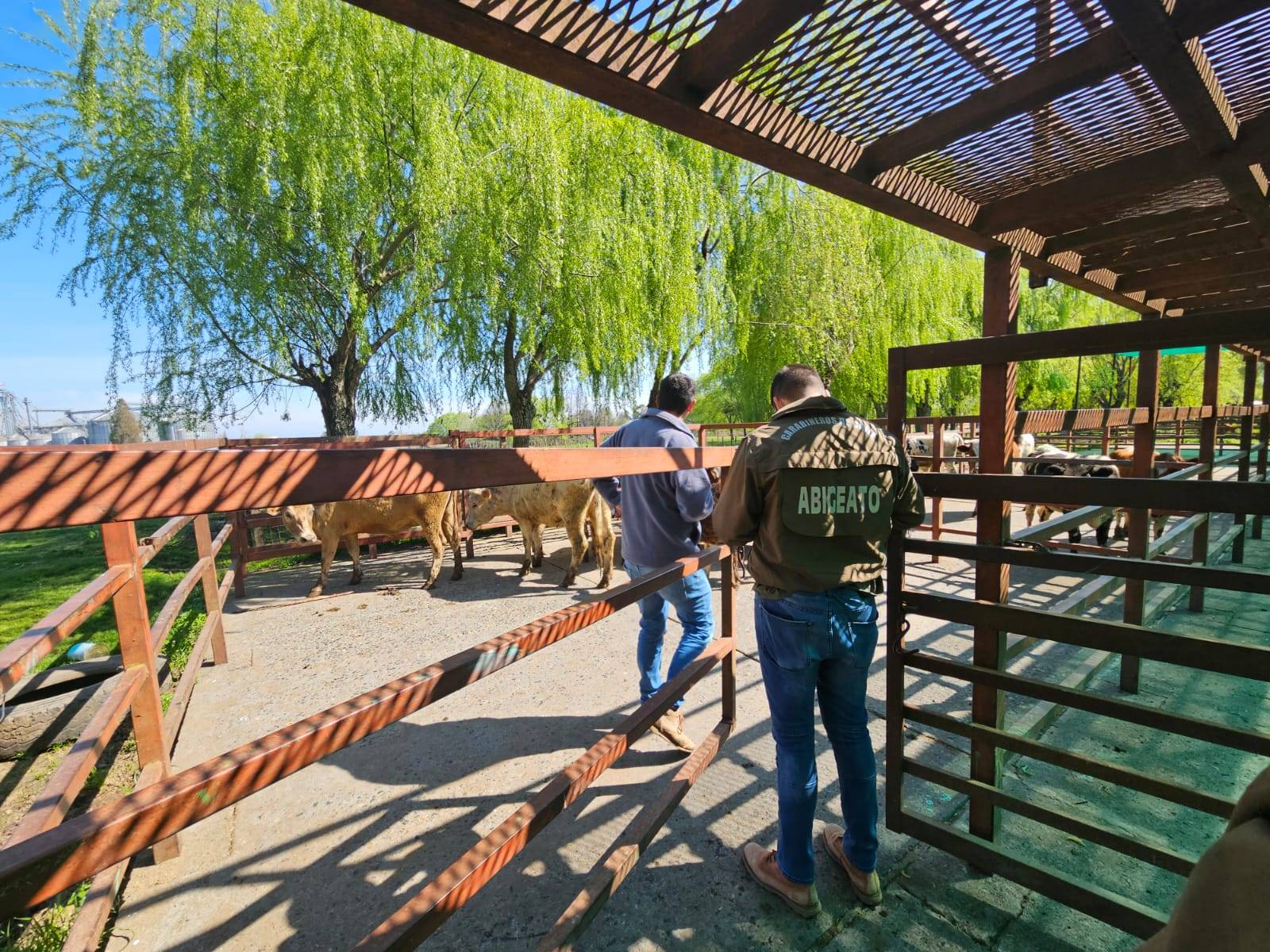 Fiscalía de San Carlos obtiene condenas contra asociación delictual dedicada al abigeato en Ñuble, Maule y Valparaíso