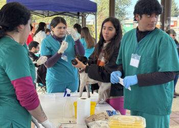 Con operativos de vacunación masivos para perros y gatos conmemoran día mundial contra la rabia