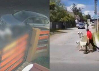 Denuncian ataque de jauría de perros dogo sueltos en Hualpén