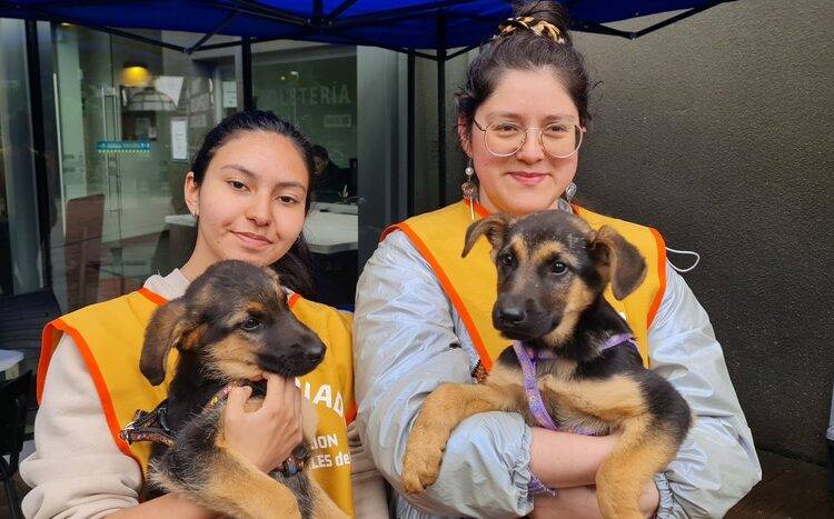 Temuco lanza campaña de adopción con Escuela de Tenencia Responsable
