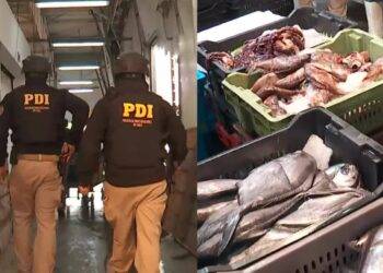 Terminal Pesquero Metropolitano: más de una veintena de detenidos por productos robados y podridos
