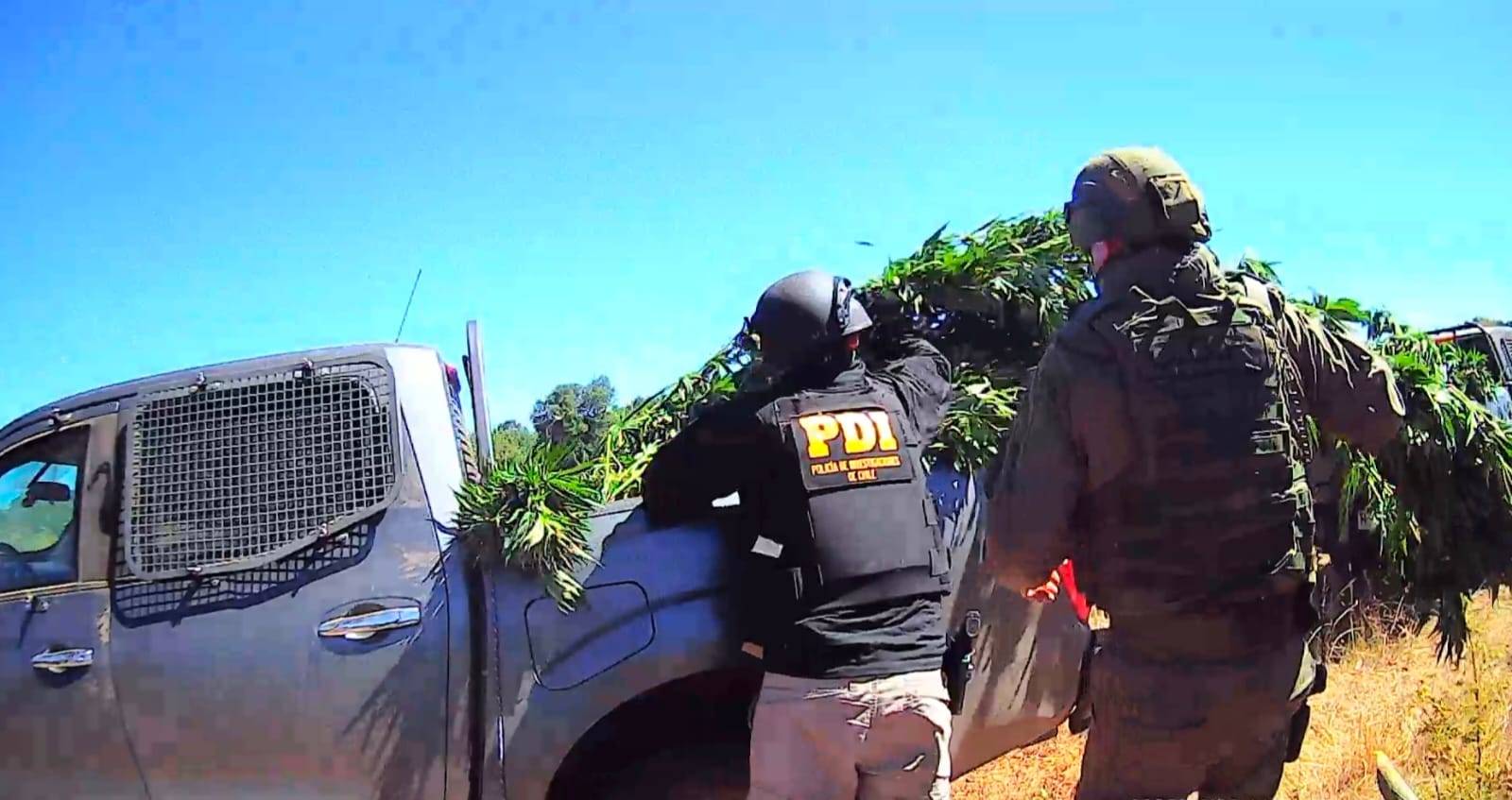 Ejército y policías incautan más de 300 plantas de marihuana en Ercilla