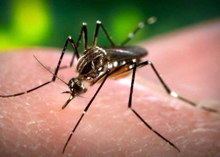 Minsal confirma presencia de mosquito que transmite dengue: hay alerta sanitaria de Arica a Los Ríos