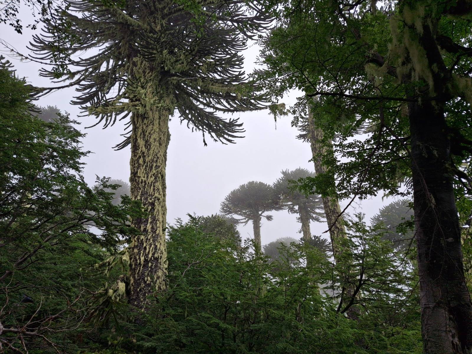Fiscalización oportuna de CONAF frena daño a araucarias en sendero no regulado