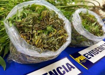 Hualpin: PDi saca de circulación tres millones de pesos en cannabis sativa