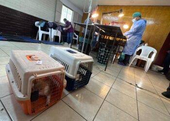 Exitoso operativo de esterilización se tomó el sector Vegas de Chivilcán