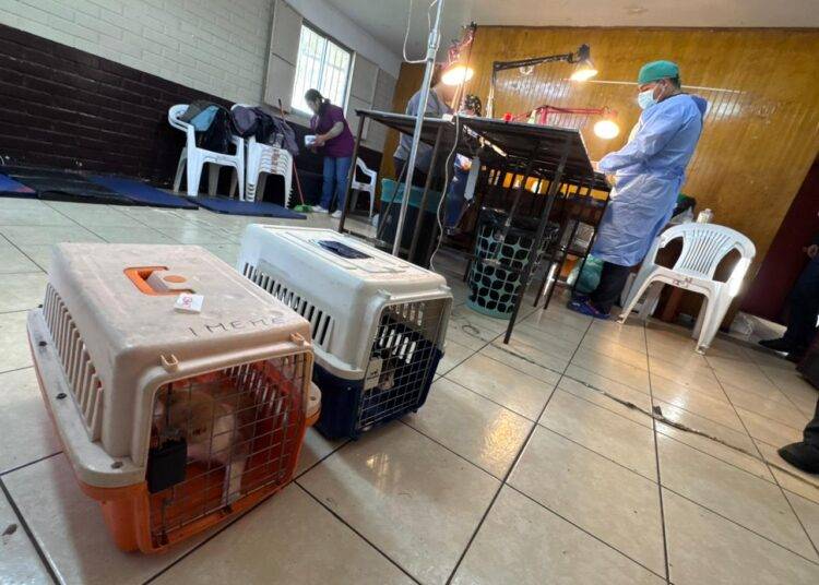 Exitoso operativo de esterilizaci贸n se tom贸 el sector Vegas de Chivilc谩n