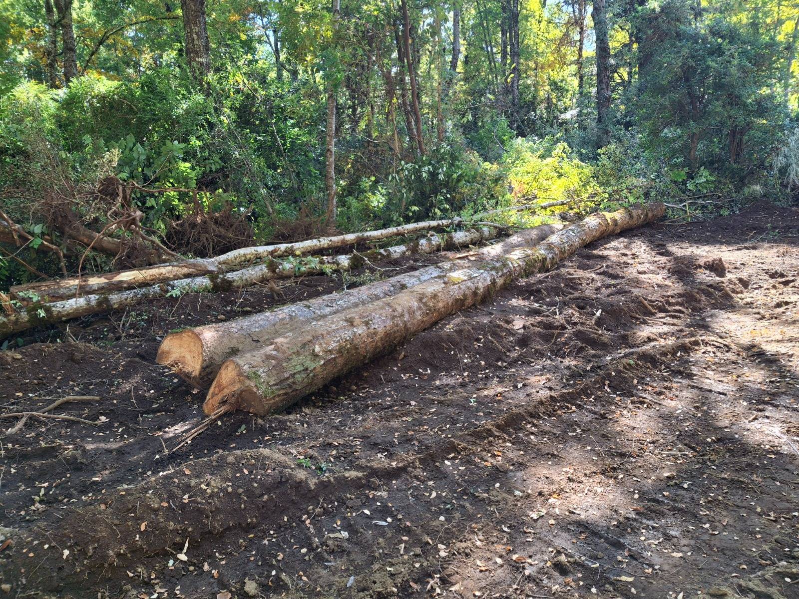 CONAF detiene faenas por intervenci贸n ilegal de bosque nativo en Curarrehue