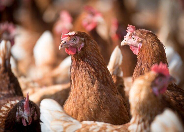 Ministerio de Agricultura llama a reforzar medidas de seguridad en gallineros ante riesgo de Influenza Aviar