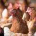 Ministerio de Agricultura llama a reforzar medidas de seguridad en gallineros ante riesgo de Influenza Aviar