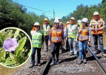 Gorbea: Inédito rescate busca salvar especie en peligro
