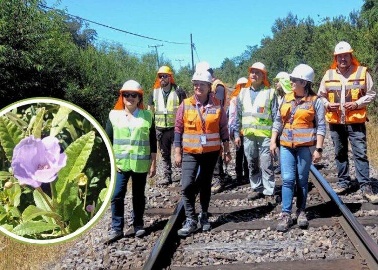 Gorbea: Inédito rescate busca salvar especie en peligro