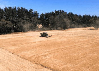 Conflicto en medio oriente: Agricultores advierten que podrían disminuir producción de alimentos