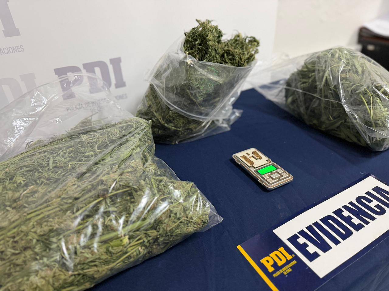 PDI saca de circulación 10 millones de pesos en cannabis sativa procesada