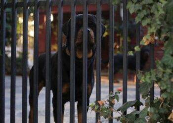 Persona mayor sufrió brutal ataque de jauría de rottweilers en Valparaíso