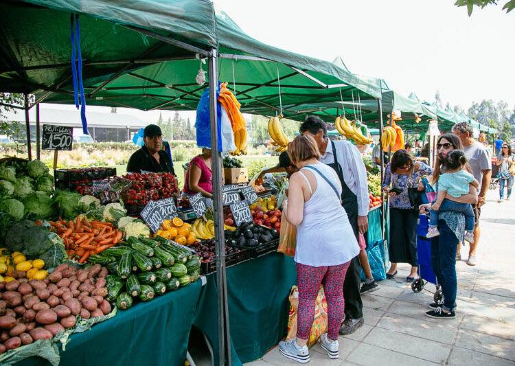 Advierten alza en precio de hortalizas, leche y carne tras estragos del temporal en el sur