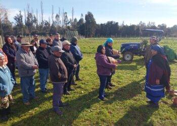 Asociatividad abre nuevas oportunidades productivas para agricultores de Padre Las Casas