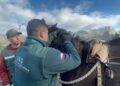 SAG actualiza normativa sobre trazabilidad de equinos, mulares y asnales