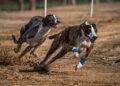 Cámara de Diputados aprueba prohibir y sancionar las carreras de perros galgos en Chile