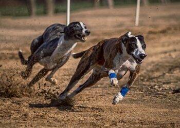 Cámara de Diputados aprueba prohibir y sancionar las carreras de perros galgos en Chile