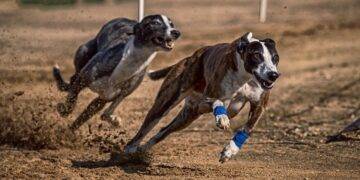 C谩mara de Diputados aprueba prohibir y sancionar las carreras de perros galgos en Chile