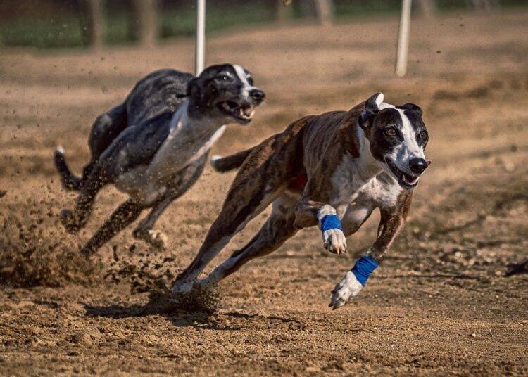 C谩mara de Diputados aprueba prohibir y sancionar las carreras de perros galgos en Chile
