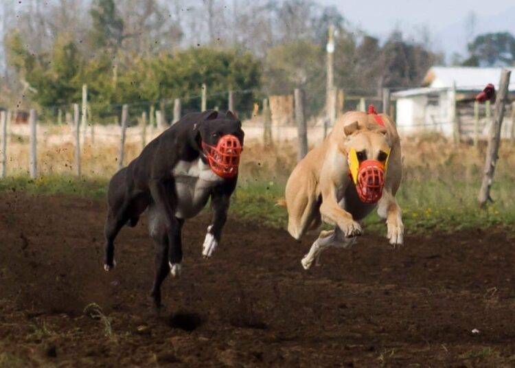 Congreso discute el futuro de las carreras de galgos en Chile