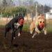 Congreso discute el futuro de las carreras de galgos en Chile