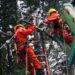 CGE activa plan de acción preventivo ante viento puelche que afectaría a la zona lacustre de La Araucanía
