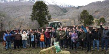 Realizan histórica siembra en el marco del programa para el establecimiento de praderas de alfalfa en Lonquimay