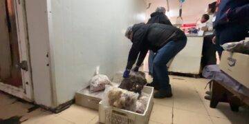 Decomisan más de 350 kilos de carne fuera de norma previo a Fiestas Patrias