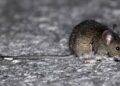 Seremi de Salud de Ñuble confirma cuarta muerte por hantavirus en 2026: víctima era de Cobquecura