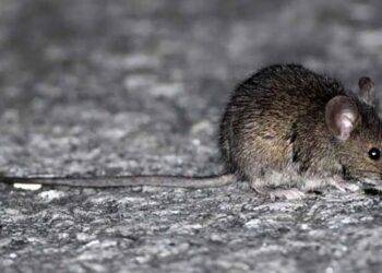 Seremi de Salud de Ñuble confirma cuarta muerte por hantavirus en 2026: víctima era de Cobquecura