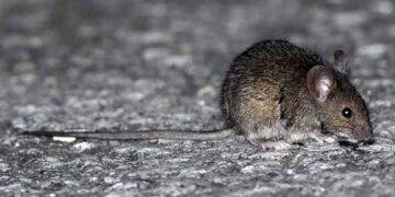 Seremi de Salud de Ñuble confirma cuarta muerte por hantavirus en 2026: víctima era de Cobquecura