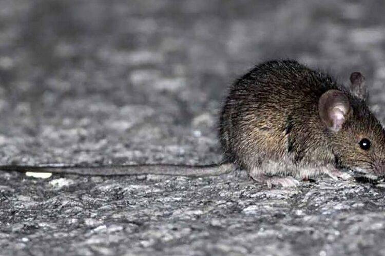 Seremi de Salud de Ñuble confirma cuarta muerte por hantavirus en 2026: víctima era de Cobquecura