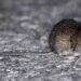 Seremi de Salud de Ñuble confirma cuarta muerte por hantavirus en 2026: víctima era de Cobquecura